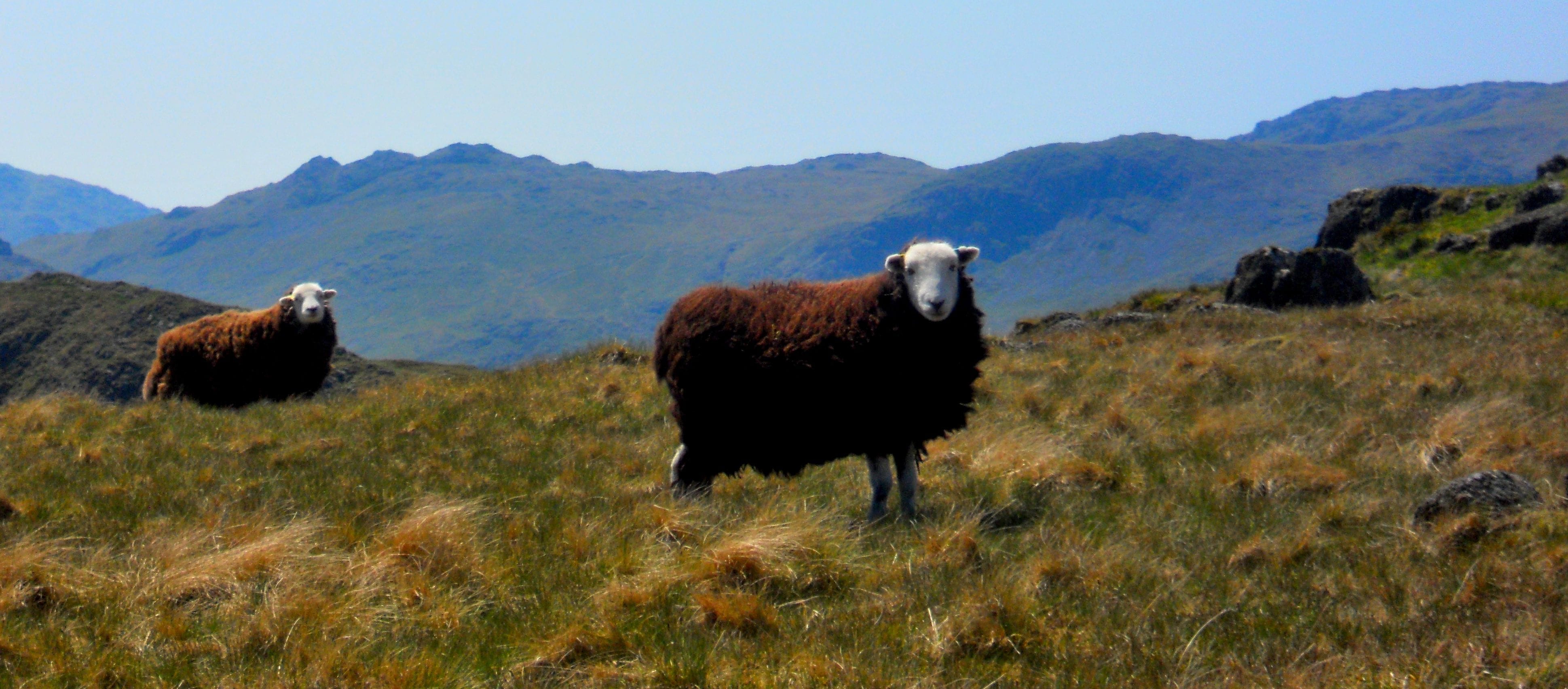 Herdwicks