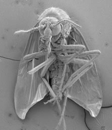 midge2