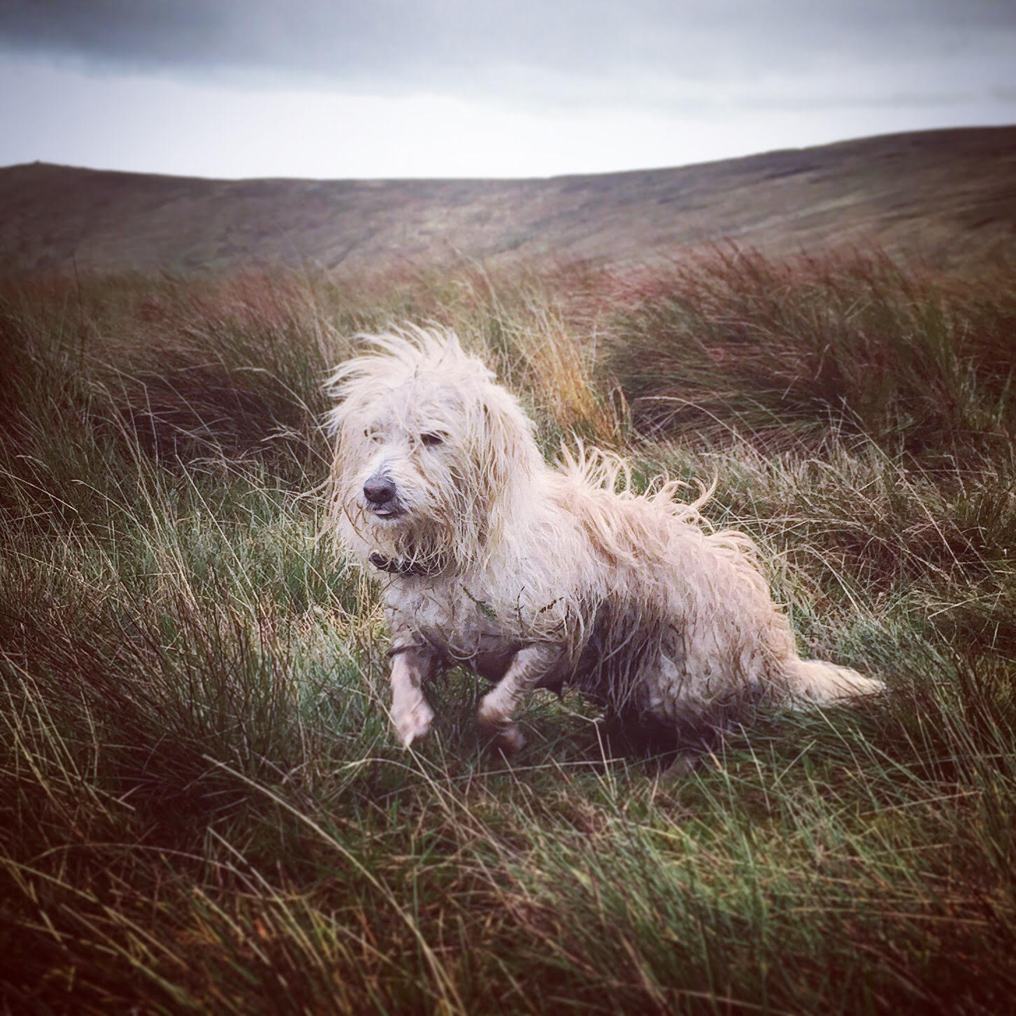 cheviot margo