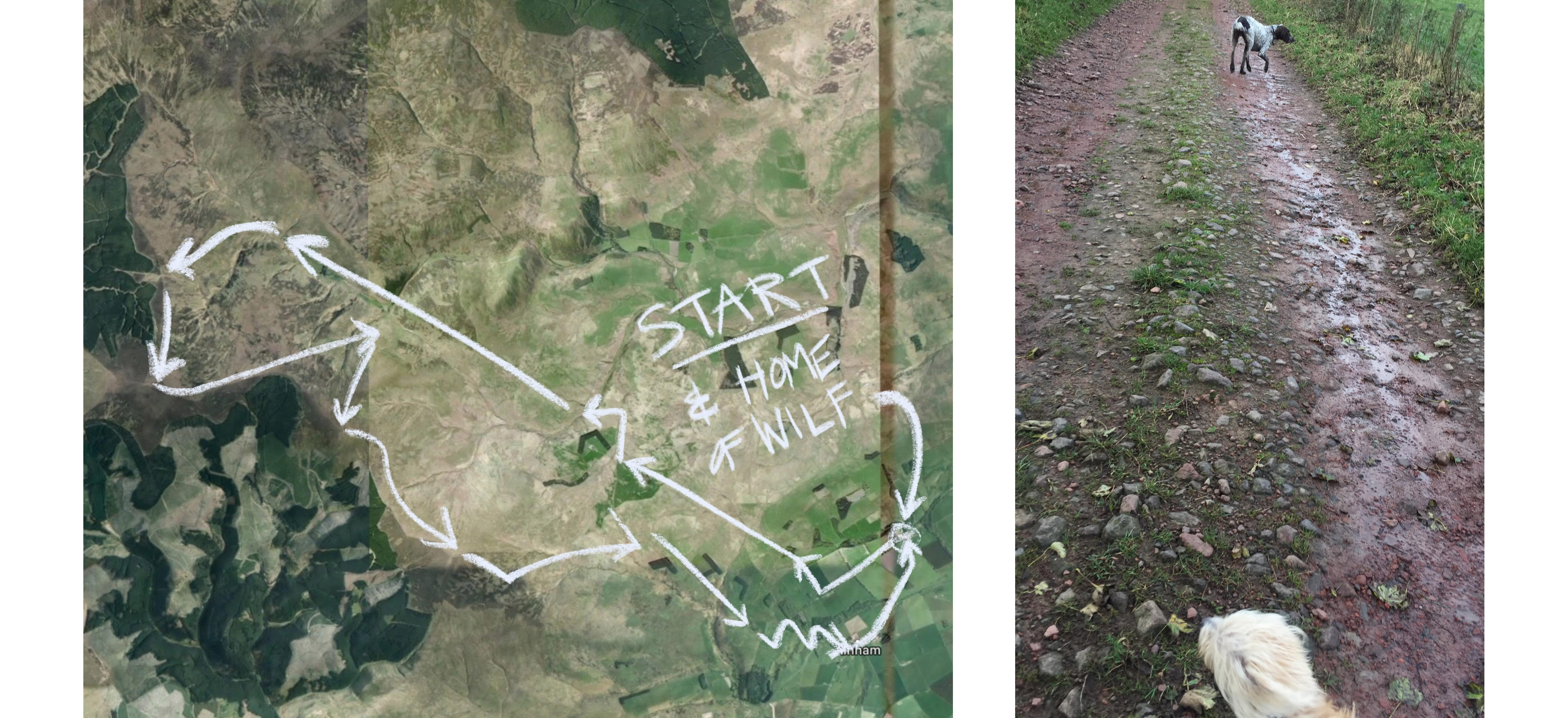 cheviot goat recce route and wilf